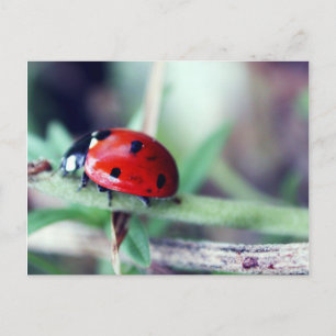 Postcard "Harriet"