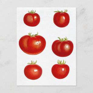 Postcard Heirloom Garden Tomatoes Farmers Market