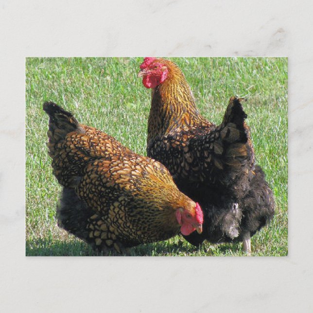 Postcard, Hen Sisters Postcard (Front)