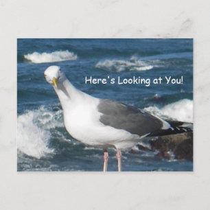 Postcard:  Here's Looking at You Gull Postcard
