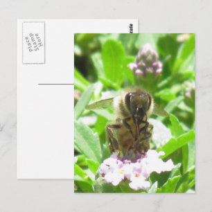 Postcard – Honey Bee on Blossom