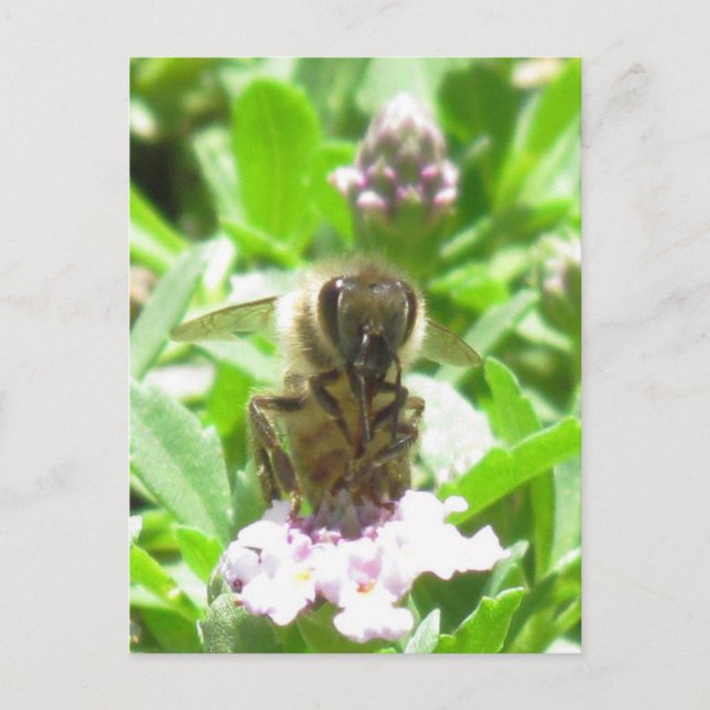 Postcard – Honey Bee on Blossom (Front)