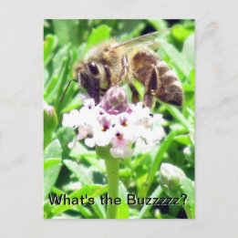Postcard - Honeybee profile