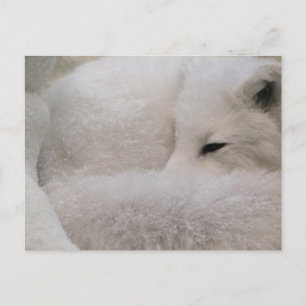 Postcard Horizontal Template - Customised