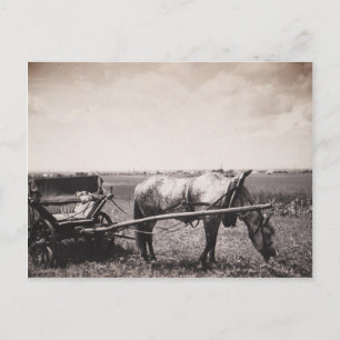 Postcard "Horse and Carriage"