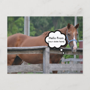 Postcard/Horse Postcard