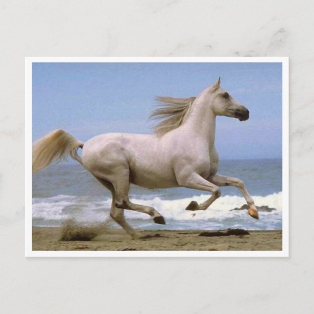postcard horse white (Front)