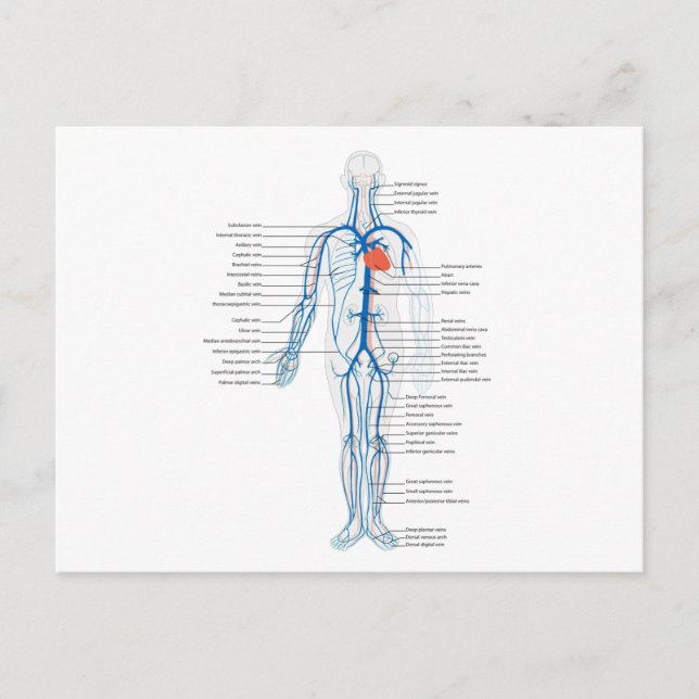 Postcard Human Circulatory System of Veins (Front)