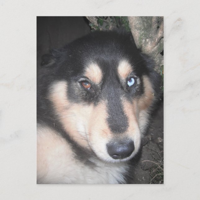 Postcard Husky One Blue Eye One Brown Eye (Front)