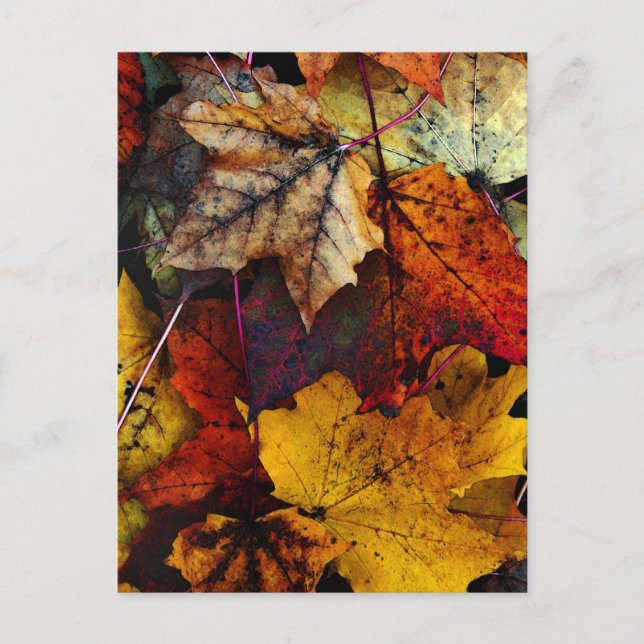 Postcard - 'I Love Fall' by Joanne Coyle (Front)
