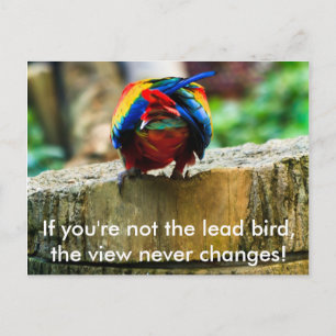 Postcard, If you're not the lead bird, Postcard
