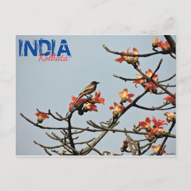 Postcard - India - Kolkata - Indian Spring (Front)