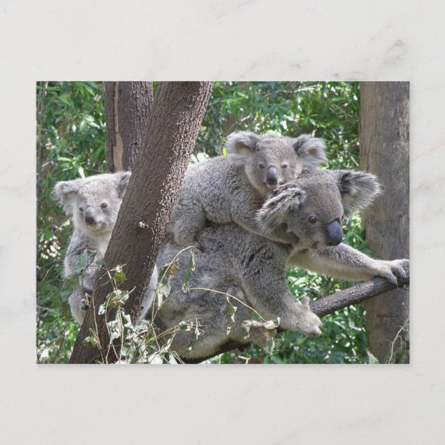 Postcard Koala QLD Australia (Front)