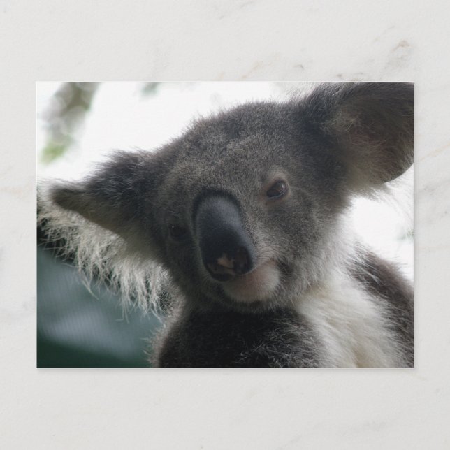 Postcard Koalas QLD Australia (Front)