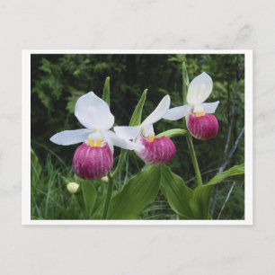 Postcard-Lady Slipper Orchid Postcard