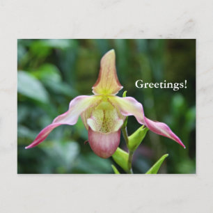 Postcard - Ladyslipper