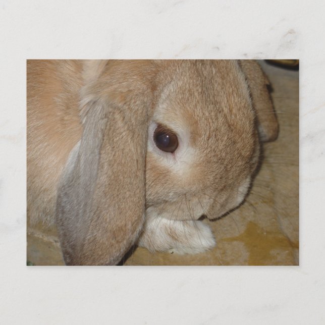 Postcard - Lop Eared Dwarf Rabbit (Front)