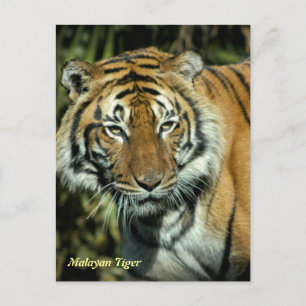 Postcard: Malayan Tiger (Portrait) Postcard