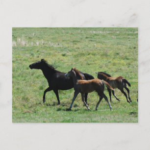 Postcard - Mare & Foals Running