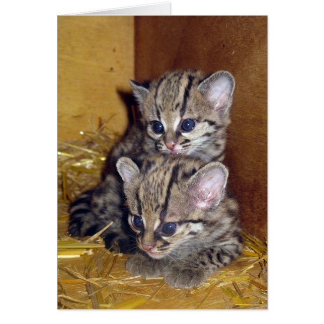 Postcard margay kittens (Front)
