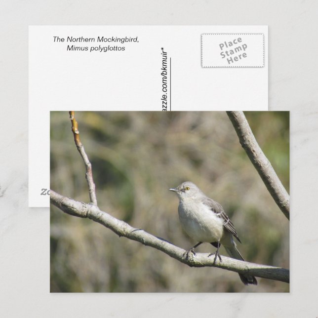 Postcard - Mockingbird (Front/Back)