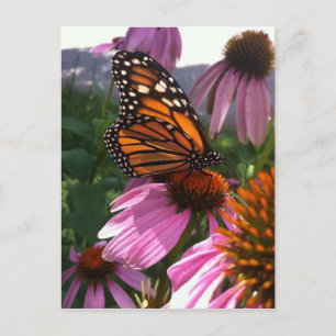 Postcard - Monarch Butterfly on Coneflower