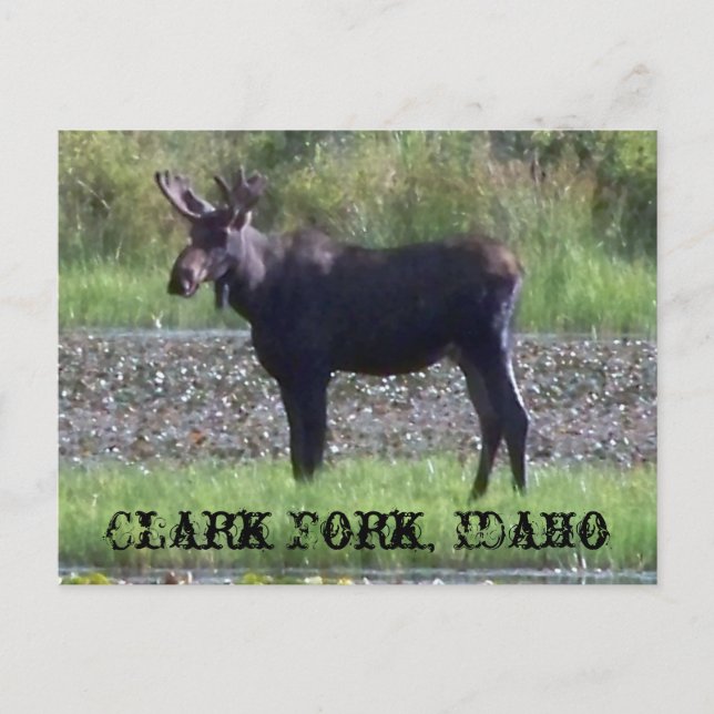 POSTCARD ~ "Moose in the Meadow" - Clark Fork, ID (Front)