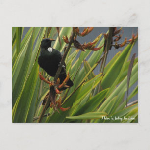 Postcard, Native Tui, Hawkes Bay, New Zealand Postcard