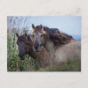 Postcard Nature - Konik Ponies at Oare Marsh