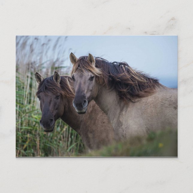 Postcard Nature - Konik Ponies at Oare Marsh (Front)