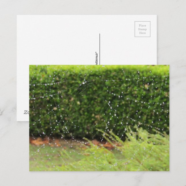 Postcard - Nature's Web (Front/Back)