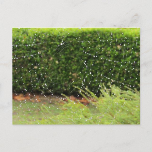 Postcard - Nature's Web (Front)