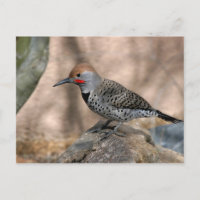 Postcard: Northern Flicker