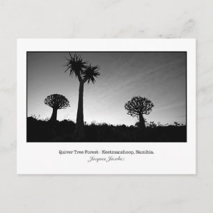 Postcard of Quiver Trees