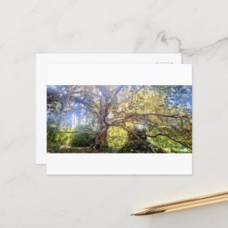 postcard of the Great Laubbaum