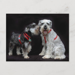 Postcard of Two Schnauzers