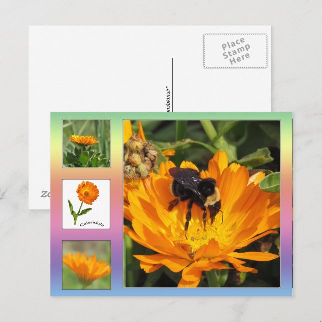 Postcard – Orange Calendula Flowers (Front/Back)