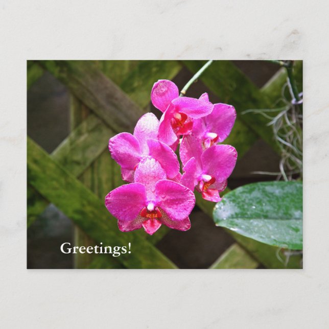 Postcard - Orchid (Front)