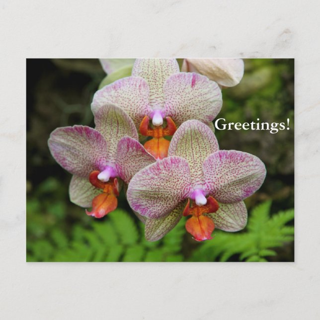 Postcard - Orchid (Front)