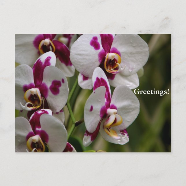 Postcard - Orchid (Front)
