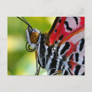 Postcard/Painted Lady Butterfly Postcard