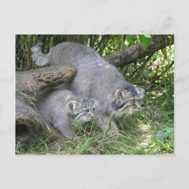 Postcard - Pallas's cat (Front)