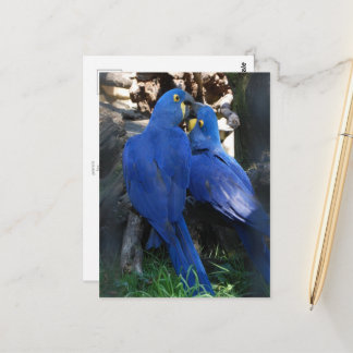 postcard _ parrots