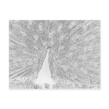 Postcard - Peacock to Colour