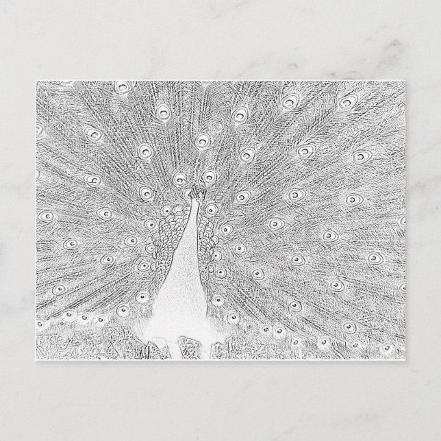 Postcard - Peacock to Colour (Front)