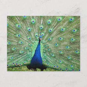 Postcard - Peacock with fanned tail