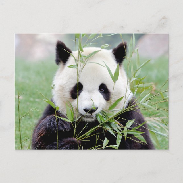 Postcard Photo giant panda , animals 0329. (Front)