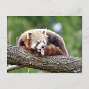 Postcard Photo red panda , animals 0499.