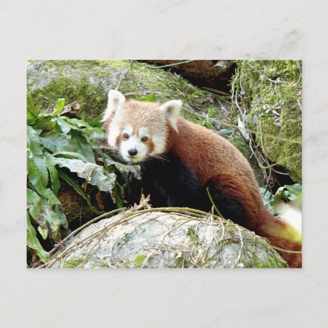 Postcard Photo red panda , animals 0500. (Front)