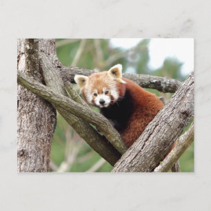 Postcard Photo red panda , animals 0501.